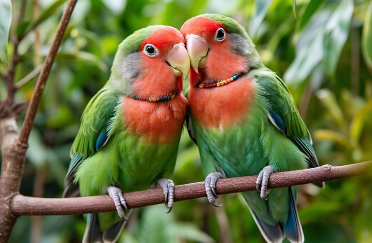 Decoding Lovebird Breeding Signs: How to Pair and Prepare Your Lovebirds for the Perfect Nesting Season