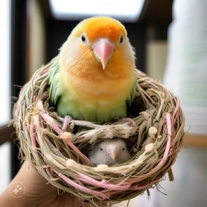 Lovebird breeding nest setup